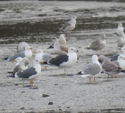 Cáspica y otras gaviotas