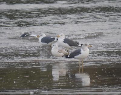 Cáspica y otras gaviotas