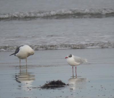 Cáspica y otras gaviotas