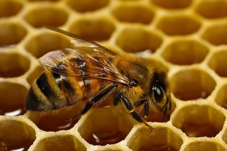 Las abejas: una especie protegida
