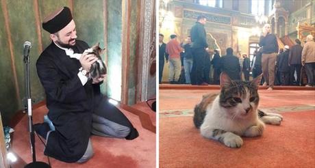 Un imán abre su mezquita a los gatos callejeros