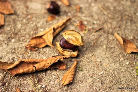 El Parque del Retiro se cubre de Otoño. Retiro Park is covered with Autumn