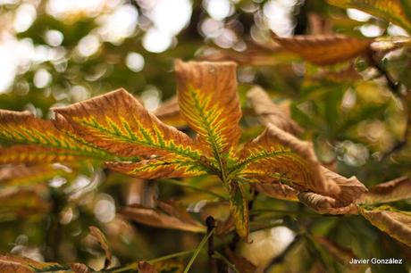 El Parque del Retiro se cubre de Otoño. Retiro Park is covered with Autumn