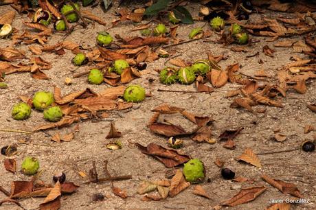 El Parque del Retiro se cubre de Otoño. Retiro Park is covered with Autumn