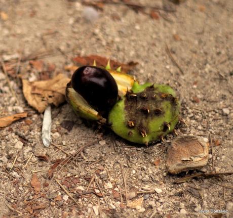 El Parque del Retiro se cubre de Otoño. Retiro Park is covered with Autumn