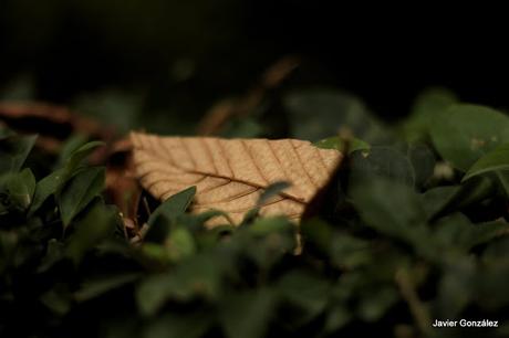 El Parque del Retiro se cubre de Otoño. Retiro Park is covered with Autumn