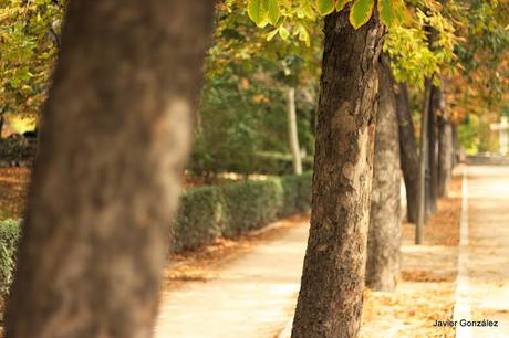 El Parque del Retiro se cubre de Otoño. Retiro Park is covered with Autumn