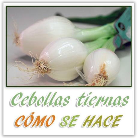 CEBOLLAS ORGÁNICAS DESDE SEMILLA.