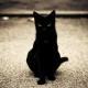 gato-negro-mala-suerte. Fuente: http://jandroche.wordpress.com/2013/10/27/el-gato-negro/