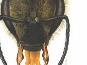 Ojos, antenas boca abejas eyes, antennas mouth bees.