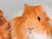 Relaciones entre cobayas: cómo introducir nuevo miembro familia