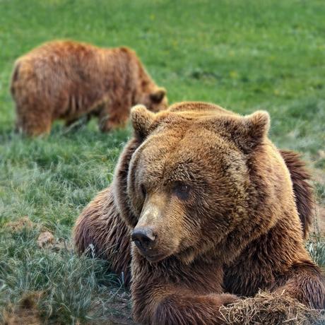 La Senda Del Oso