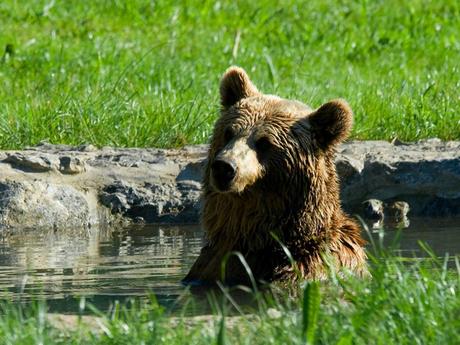 La Senda Del Oso