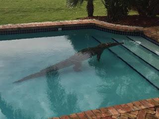 Encuentra un cocodrilo de dos metros en su piscina