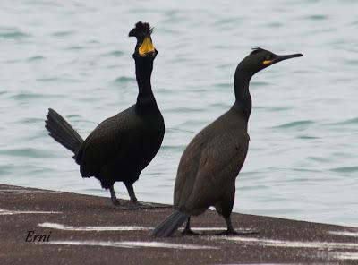 UNA HISTORIA DE AMOR, CELOS Y DESENGAÑOS