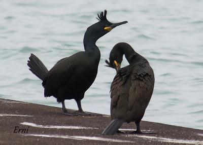 UNA HISTORIA DE AMOR, CELOS Y DESENGAÑOS