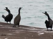 historia amor, celos desengaños