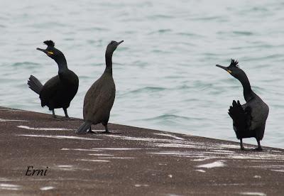 UNA HISTORIA DE AMOR, CELOS Y DESENGAÑOS