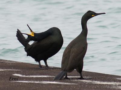 UNA HISTORIA DE AMOR, CELOS Y DESENGAÑOS
