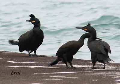 UNA HISTORIA DE AMOR, CELOS Y DESENGAÑOS