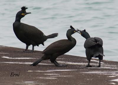 UNA HISTORIA DE AMOR, CELOS Y DESENGAÑOS