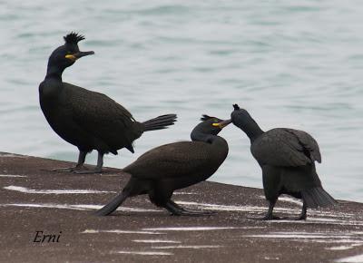 UNA HISTORIA DE AMOR, CELOS Y DESENGAÑOS