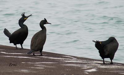 UNA HISTORIA DE AMOR, CELOS Y DESENGAÑOS