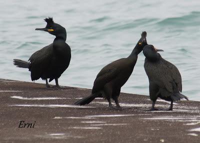 UNA HISTORIA DE AMOR, CELOS Y DESENGAÑOS