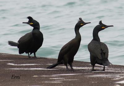 UNA HISTORIA DE AMOR, CELOS Y DESENGAÑOS