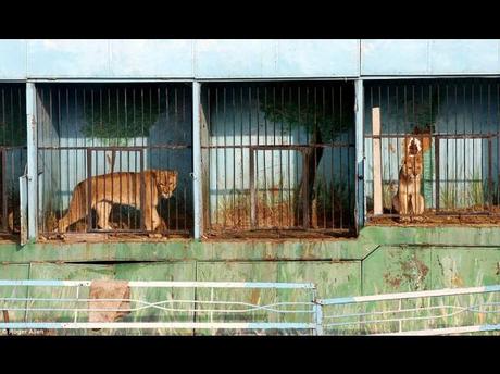 El zoológico más triste del mundo