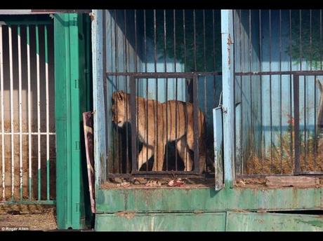 El zoológico más triste del mundo