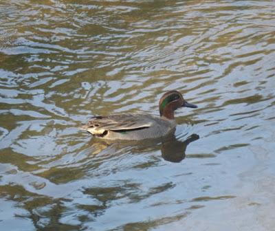 Patos buceadores y patos de superficie
