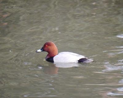 Patos buceadores y patos de superficie