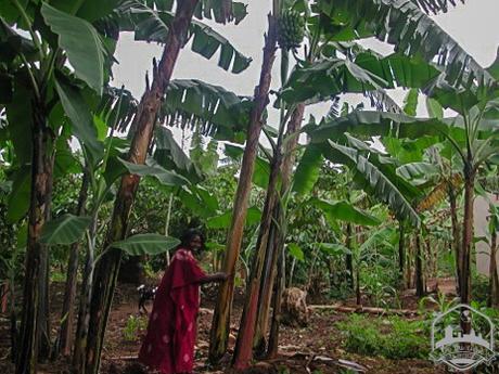 Desde Lubanda al mundo Desde Lubanda al mundo