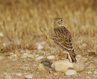 Todo depende de los ojos con que se mire (Basado en hechos reales)