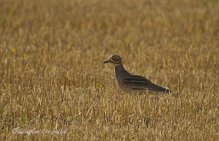 Todo depende de los ojos con que se mire (Basado en hechos reales)
