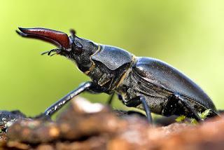 Lucanus cervus (Linnaeus, 1758) Ciervo volante