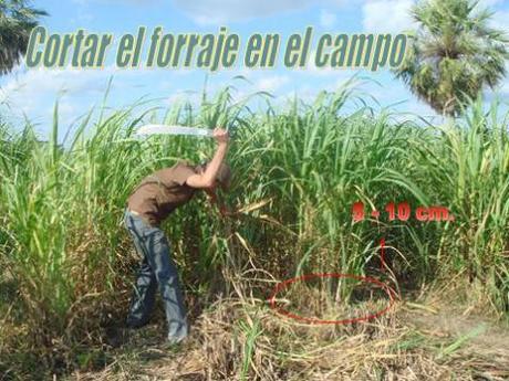 ENSILAJE: METODO DE CONSERVACION DE FORRAJE A BAJO COSTO!!!