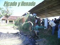 ENSILAJE: METODO DE CONSERVACION DE FORRAJE A BAJO COSTO!!!