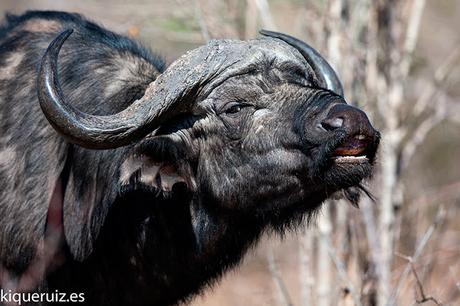 Búfalo cafre, la tanqueta