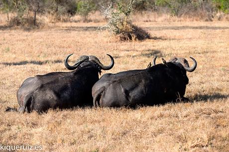 Búfalo cafre, la tanqueta