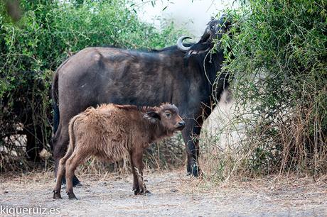 Búfalo cafre, la tanqueta