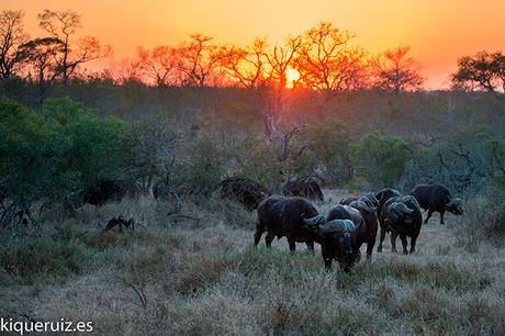 Búfalo cafre, la tanqueta