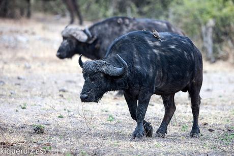 Búfalo cafre, la tanqueta