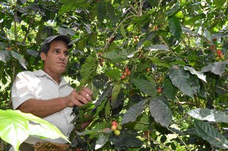 #Cuba Empresa agroforestal de Buey Arriba la mejor de Granma