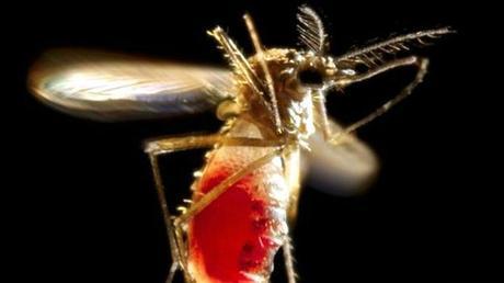 ¿Qué es la microcefalia, el mal vinculado al virus zika?