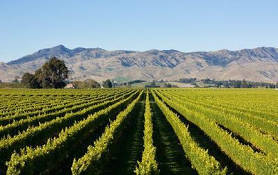 Sauvignon Blanc 2014, de Tussock Jumper Wines