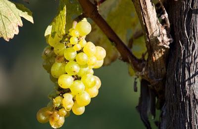 Sauvignon Blanc 2014, de Tussock Jumper Wines