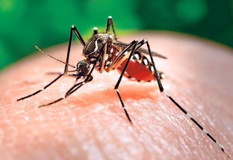 Qué es el virus zika