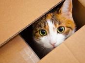 Gatos Caja Bolas Mucha diversión